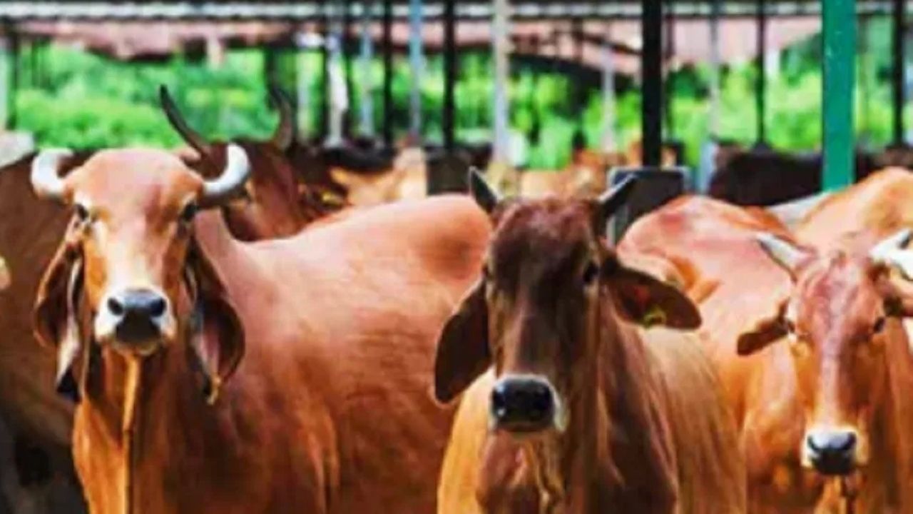 पाकिस्तानमध्ये गायीच्या शेणापासून मिथेन वायूची निर्मिती सुरू आहे, याचा उपयोग हा वाहनांसाठी इंधन म्हणून करण्यात येत आहे.पाकिस्तानच्या कराचीमध्ये हा प्रयोग सुरू आहे.