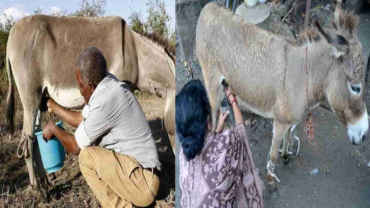 बापरे! गाढविणीच्या दुधाला सोन्याएवढी किंमत का असते?; एका लिटरचा भाव चक्क 7 ते 10 हजार