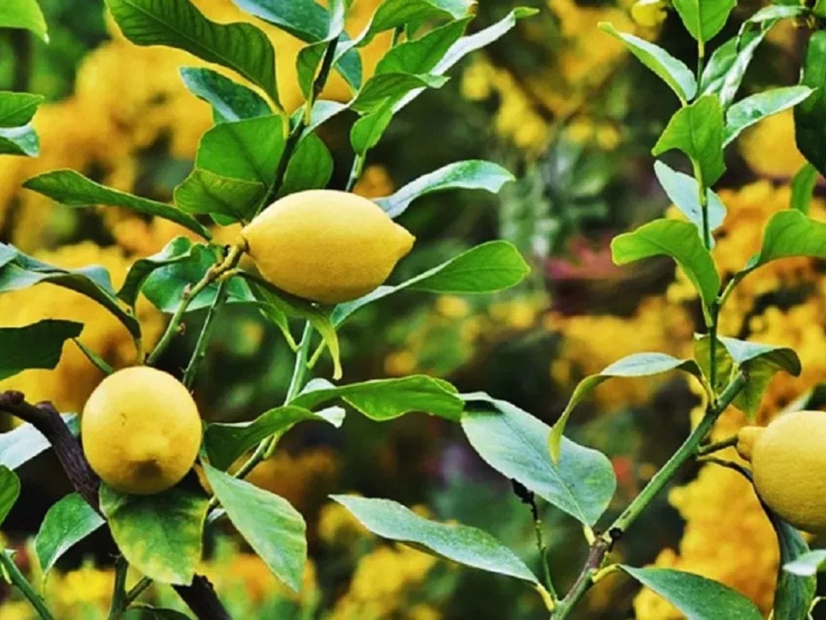 लिंबांचं झाडं - जर तुमच्या घरातही लिंबुनी असेल तर वेळीच सावध व्हा कारण लिंबांचा वास देखील सापांना आकर्षित करतो. लिंबांचं झाडं हे इतर वृक्षाच्या तुलनेत अधिक डेरदार असतं.त्यावर साप सहज लपू शकतात. ते सहजासहजी दिसत देखील नाहीत. त्यामुळे तुमच्याही घरी जर हे झाड असेल त्याची नियमित छाटणी करण्याचा सल्ला दिला जातो. 