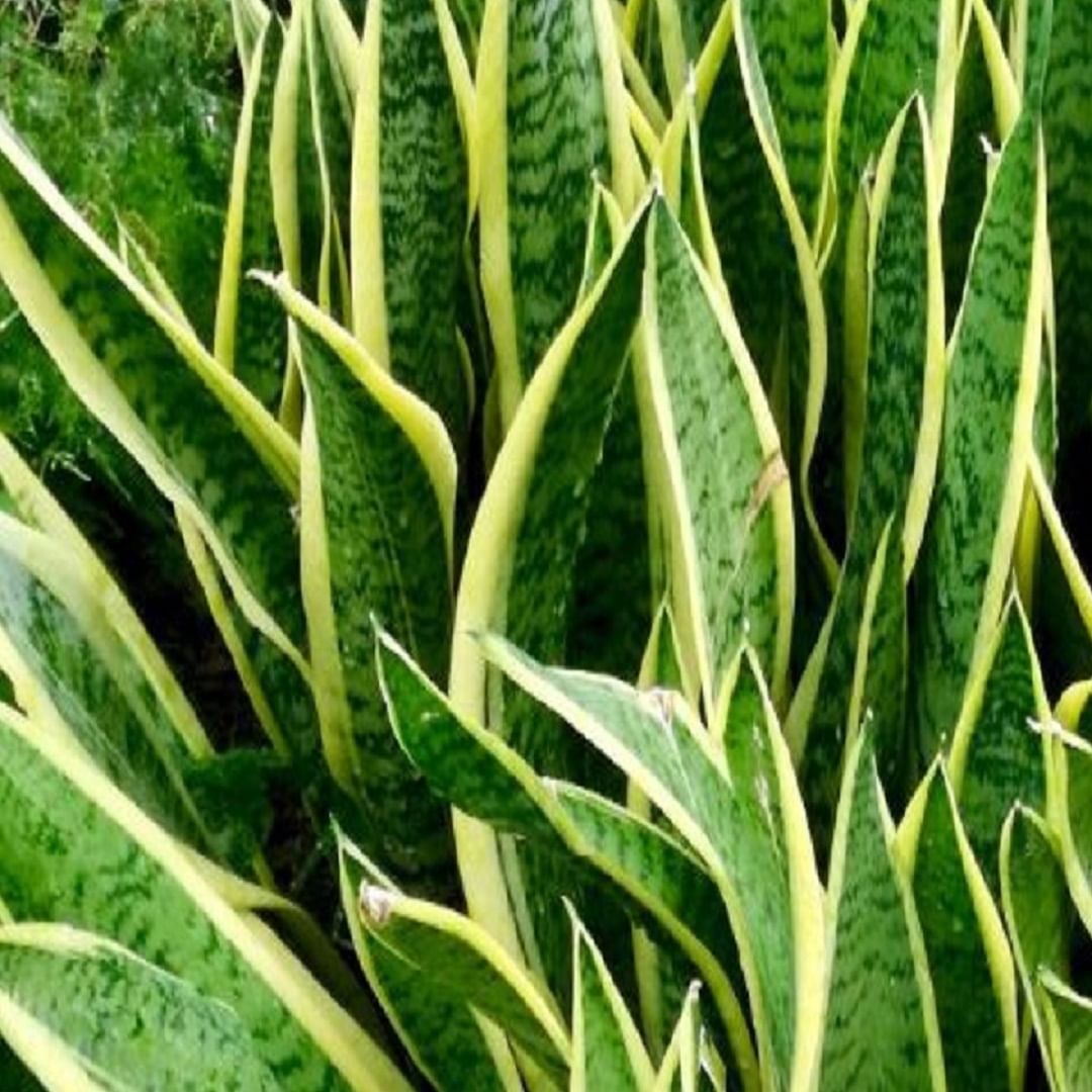 Mother in Law's Tongue या झाडाला सासूची जीभ देखील म्हणतात.  या वनस्पतीला तिचे नाव तिच्या लांबलचक पाणांमुळे पडले आहे जी जीभेसारखी तीक्ष्ण आणि नाजूक असतात. तुम्हाला हे जाणून आश्चर्य वाटेल की सापांना या वनस्पतींचे स्वरूप आवडत नाही त्यामुळे ते त्यांच्यापासून दूर राहतात. ही वनस्पती एक प्रभावी सर्पविरोधक मानली जाते.