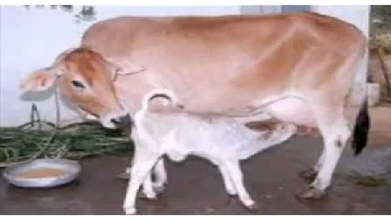 या प्रोजेक्टचा फायदा असा झाला की येथील शेतकऱ्यांच्या शेणाला चांगला भाव मिळू लागला, तसेच पाकिस्तानची ऊर्जा समस्या दूर होण्यास देखील मदत झाली आहे. 