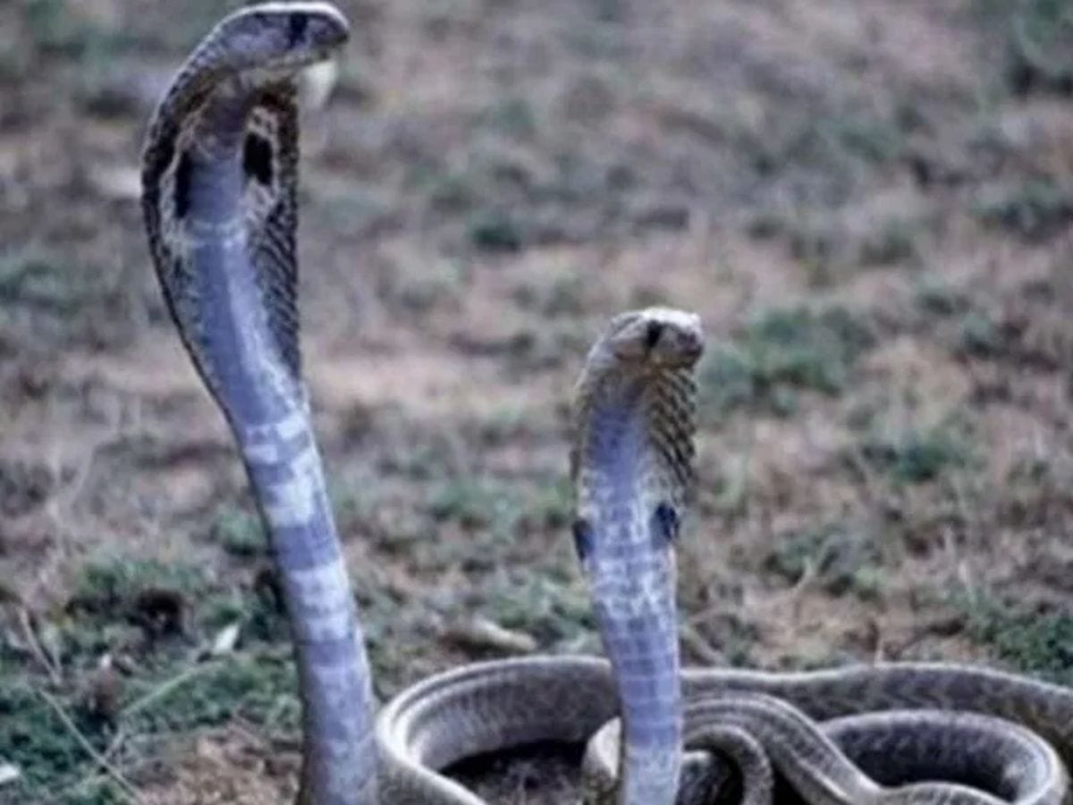 लँटाना वनस्पती - लँटानाच्या झाडाला जे फुलं येतात ते अधिक रंगीत आणि चमक असलेले असतात. या फुलांची चमक ही सापांना आकर्षित करते. या झाडाला दाट आणि छोटी-छोटी पानं असतात. त्यामुळे या झाडांमध्ये साप सहज लपू शकतो.त्यामुळे अनेकदा अशी झाडं सापांचे आश्रय स्थान असतात.  
(डिस्क्लेमर : वरील माहिती उपलब्ध स्रोतावरून देण्यात आलेली आहे. याच्या तथ्यांबद्दल आम्ही कुठलाही दावा करीत नाही, तसेच अंधश्रद्धेला दुजोरा देत नाही)