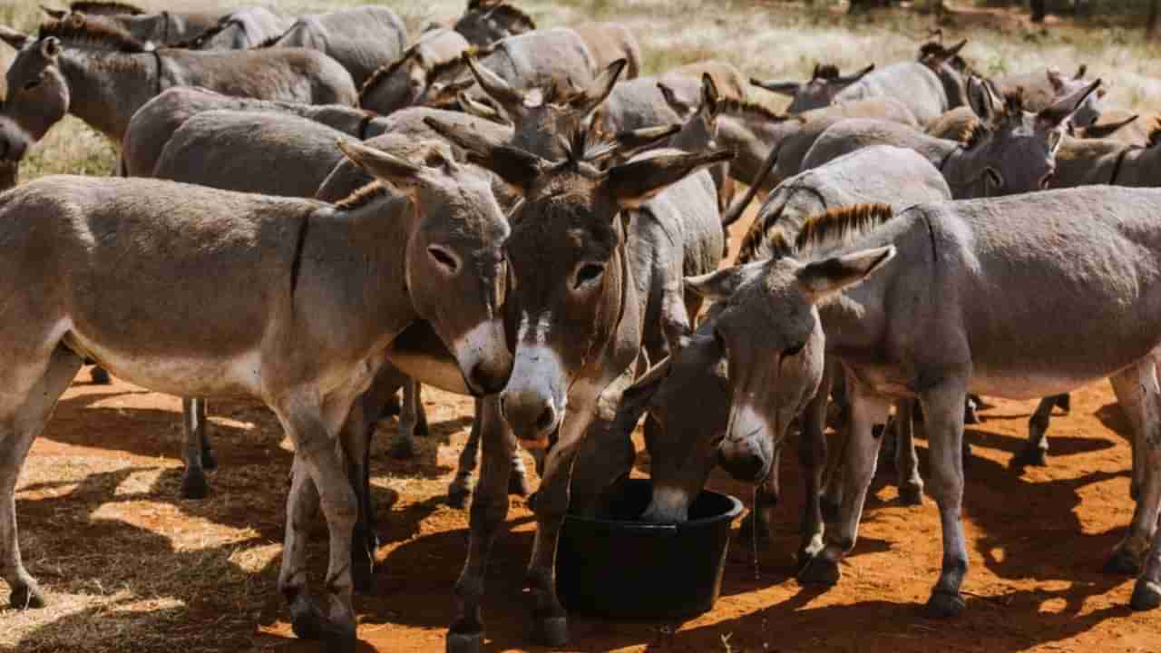 गाढवांची चोरी, पोलिसांसमोर मालकाने असे काही केले की सर्वच हैरान