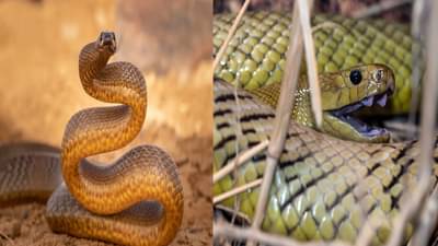 जगातील सर्वात डेंजर साप... एक थेंबाच्या विषाने झटक्यात होतो 100 जणांचा मृत्यू; तुम्हीही हैराण व्हाल
