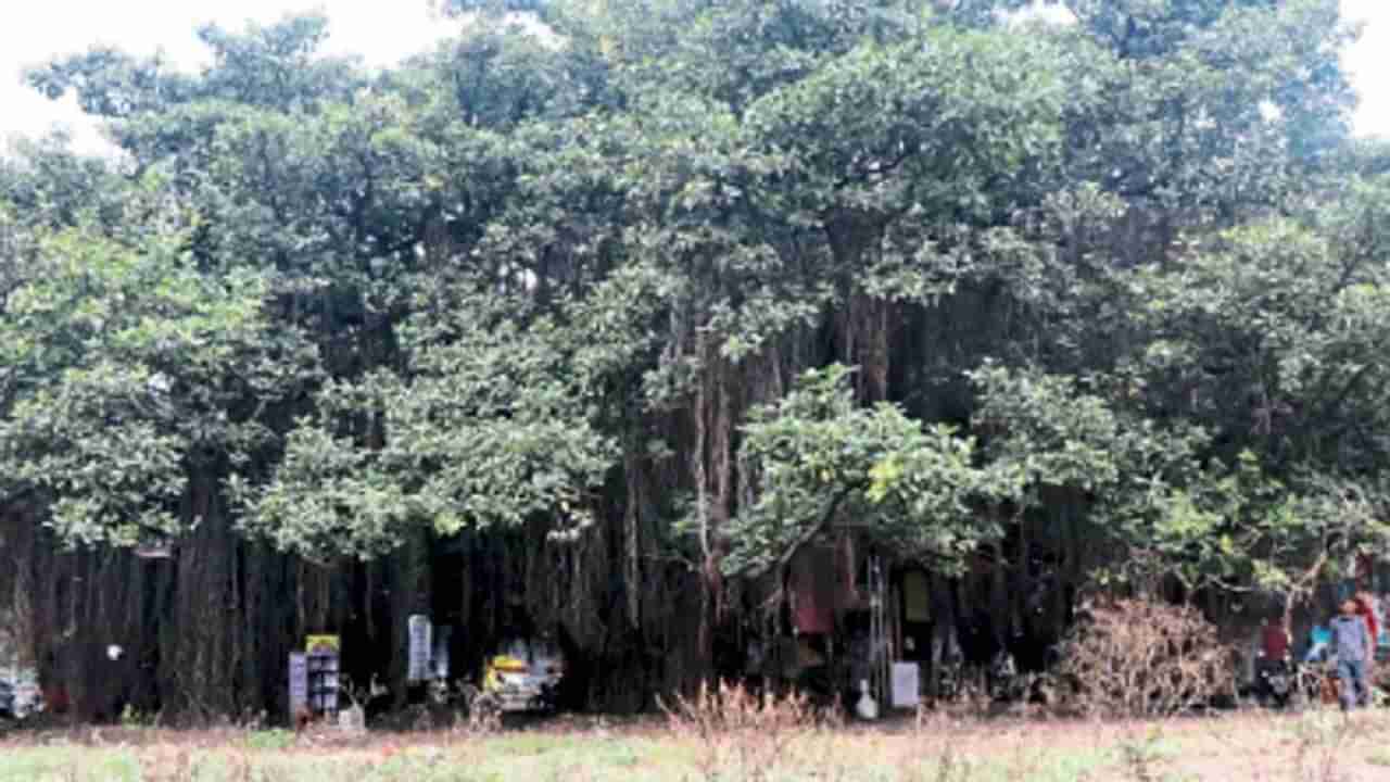 घरात वडाचं झाड लावणं शुभ की अशुभ? जाणून घ्या फायदे तोटे