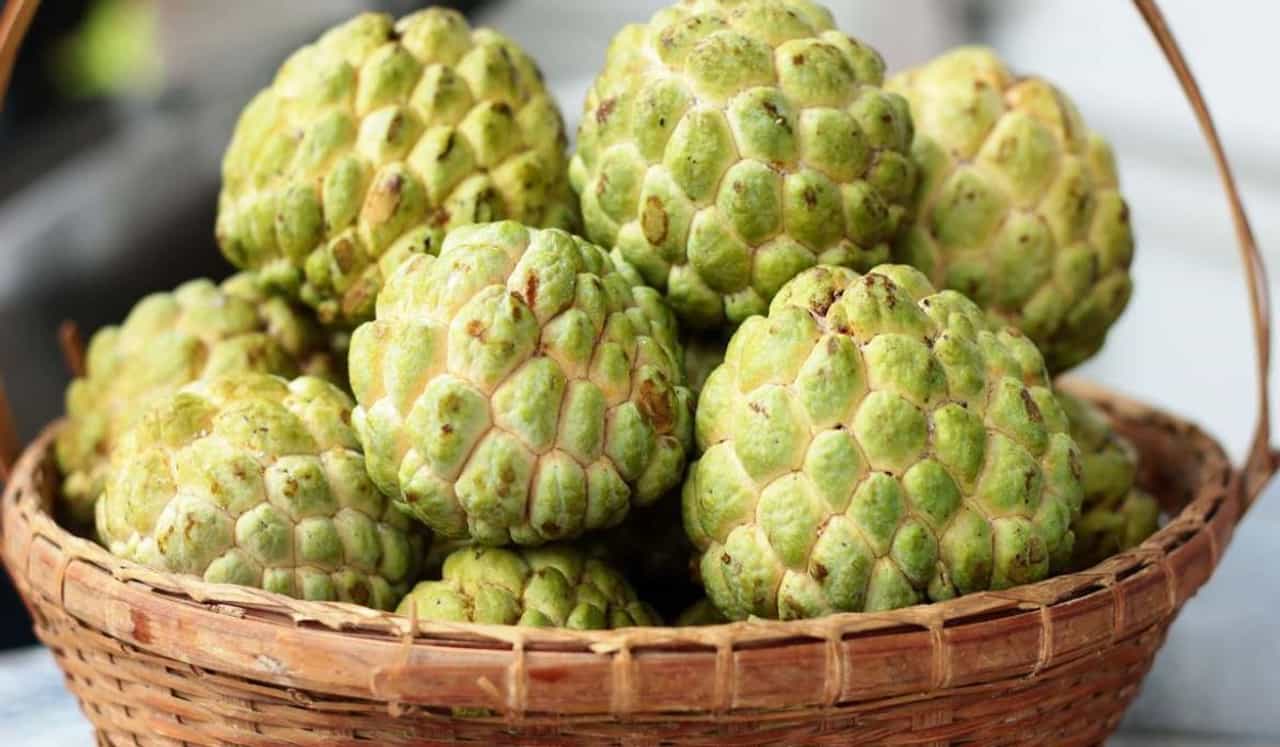 पोटासाठी वरदान आहे सीताफळ, जाणून घ्या त्याचे 5 मोठे फायदे