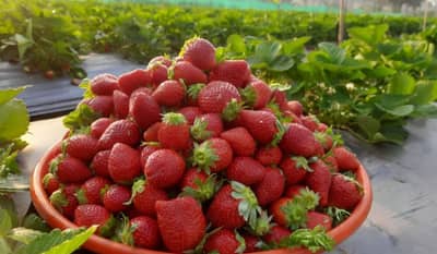 स्ट्रॉबेरी शेतीची यशोगाथा, ‘या’ फळाच्या लागवडीतून मिळतोय दरमहा 4-5 लाखांचा नफा