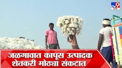 पांढऱ्या सोन्यासाठी जळगावच्या शेतकऱ्यांची सरकारला कळकळीची विनंती, केली मोठी मागणी