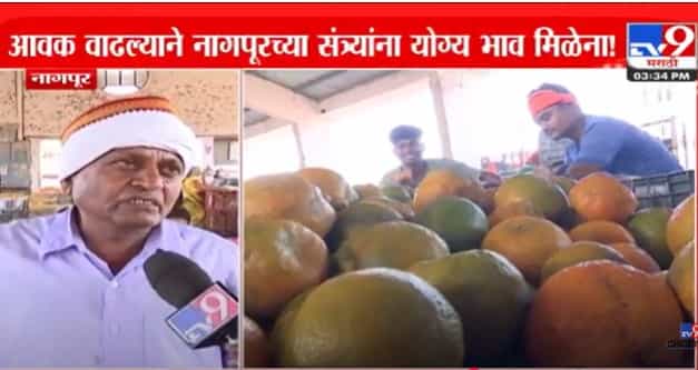 आवक जादा झाल्याने संत्र्यांचे भाव कोसळले, शेतकऱ्यांना मोठा तोटा आवक जादा झाल्याने संत्र्यांचे भाव कोसळले, शेतकऱ्यांना मोठा तोटा