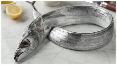 सापासारखा दिसणारा हा मासा आहे प्रचंड चविष्ट, औषधी गुणधर्मांसाठी प्रसिद्ध, कमी वजन कमी करण्याासून ते अनेक फायदे