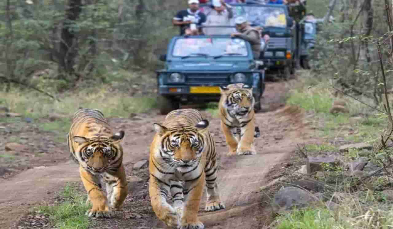 भारतातील टॉप 7 राष्ट्रीय उद्यानांमध्ये दिसतात वाघ, कुटुंबासमवेत फिरण्यासाठी ही ठिकाणे आहेत परफेक्ट