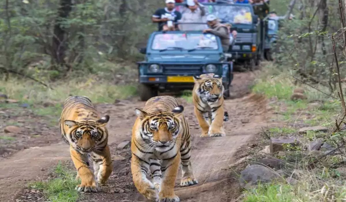 भारतातील टॉप 7 राष्ट्रीय उद्यानांमध्ये दिसतात वाघ, कुटुंबासमवेत फिरण्यासाठी ही ठिकाणे आहेत परफेक्ट