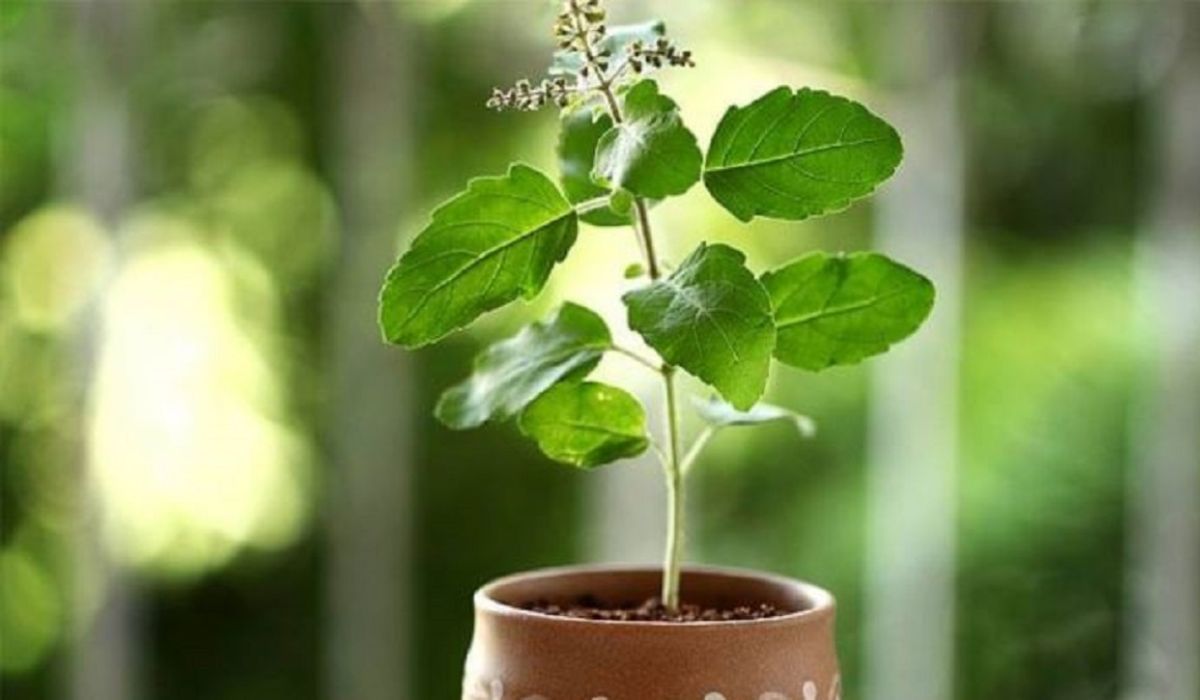 वास्तुशास्त्रानुसार तुळस ही खूप पवित्र मानली जाते. त्यामुळे त्याच्या जवळ शमीचे रोप असू नये. कारण ते वास्तूच्या नियमांच्या देखील विरुद्ध आहे. घरामध्ये तुळशीचे रोप लावणे खूप शुभ मानले जाते.