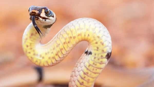साप म्हटलं की आपल्या अंगावर भीतीनं काटा उभा राहातो. साधा परिसरात जरी कुठे साप आढळला तर आपली चांगलीच धावपळ उडते.घरात निघाला तर मग विचारूच नका.