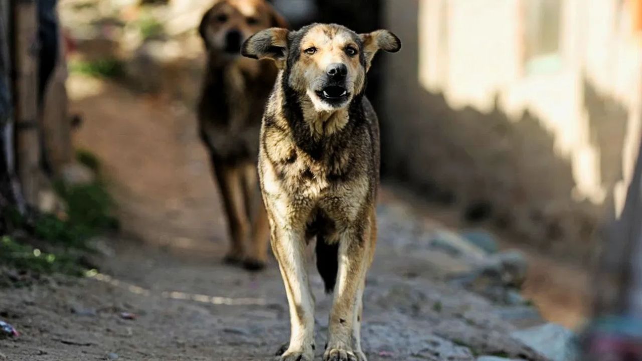 इमानदार प्राणी कोणता? असा प्रश्न तुम्हाला जर कोणी विचारला तर लगेच तुम्ही सांगून मोकळं होता की जगातला सर्वात इमानदार प्राणी हा कुत्रा आहे. 