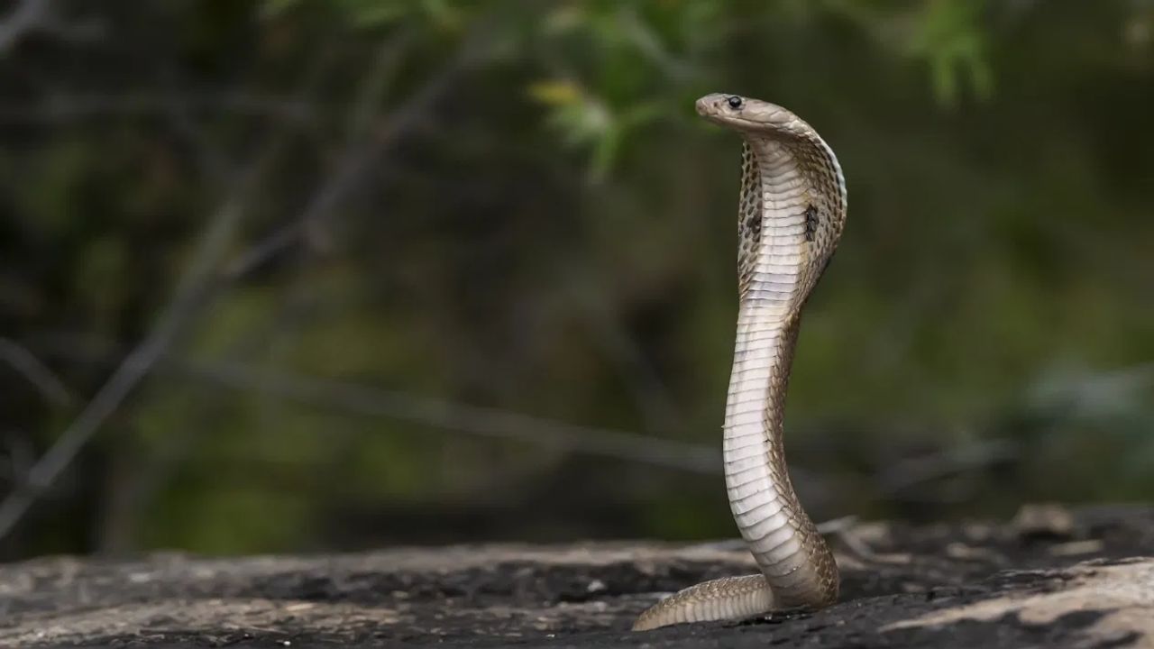 आपल्याला सापाची भीती वाटते, याचं महत्त्वाचं कारण म्हणजे सापांबाबत आपल्या मनात असलेल्या अनेक गैरसमजुती. जसं की प्रत्येक साप हा विषारीच असतो. साप हा आपला बदला घेतोच वगैरे वगैरे.