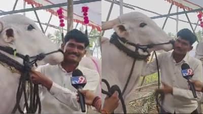 पप्पी दे म्हणताच पप्पी देतो... बारामतीच्या कृषी प्रदर्शनातील मुका घेणाऱ्या सोन्याला एक कोटीची मागणी