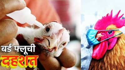 चिकनवर मारताय ताव? मग ही बातमी वाचली का? बर्ड फ्लू पसरतोय हातपाय, इतक्या पिलांचा तुमच्या अगोदर घेतलाय बळी