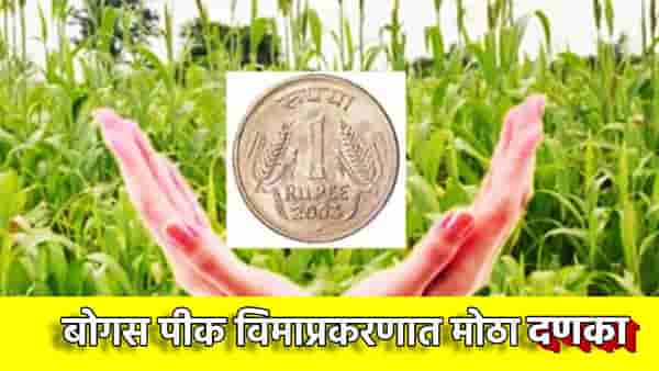 मोठी बातमी, बोगस पीक विमा रद्द, कृषी विभागाची धडक कारवाई