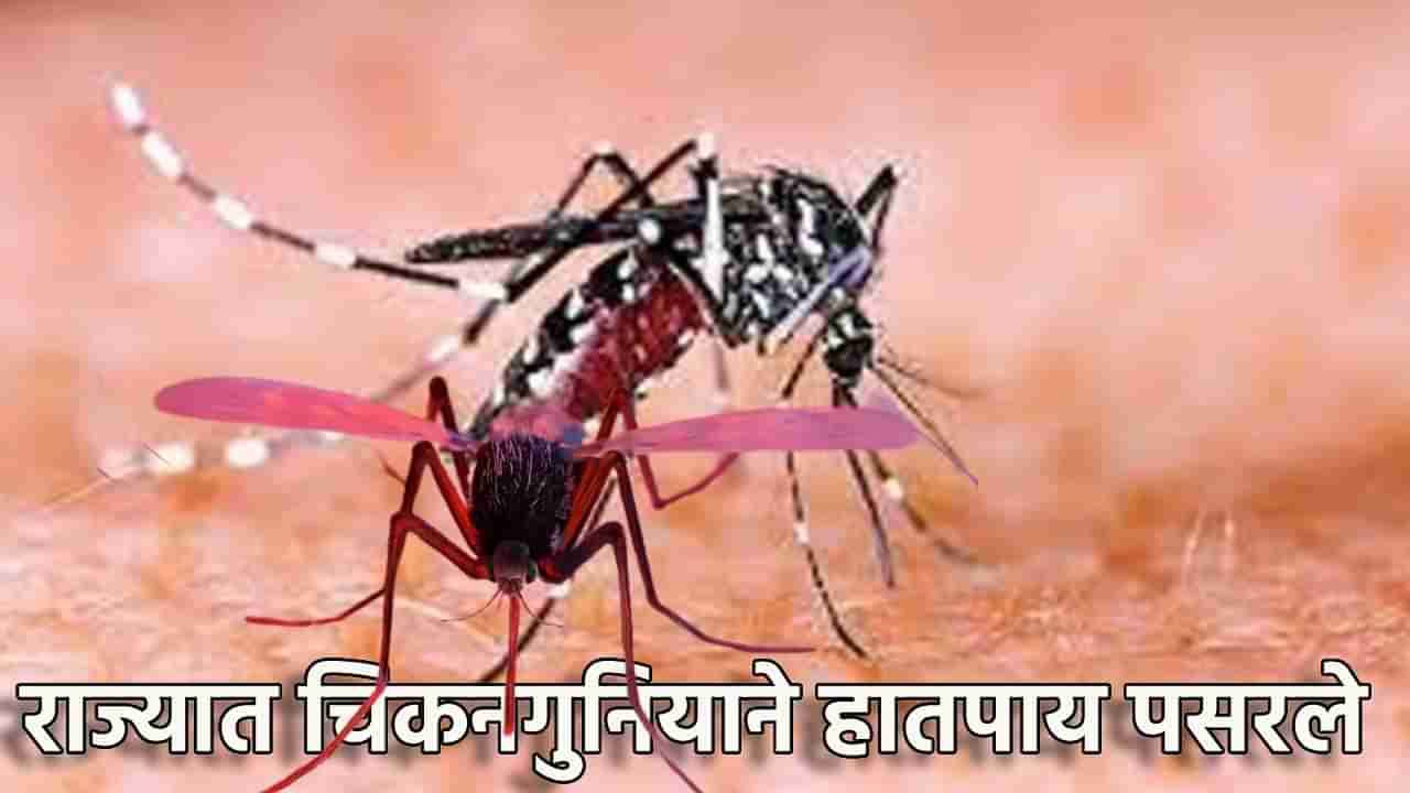 Chikungunya : राज्यात चिकनगुनियाने हातपाय पसरले; ऐन थंडीत हातपायांना ठणक, रुग्ण संख्येत वाढ