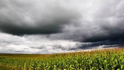 शेतकर्‍यांवर अस्मानी संकट; ढगाळ वातावरणामुळे ज्वारीसह इतर पिकांवर रोगांचा प्रादुर्भाव