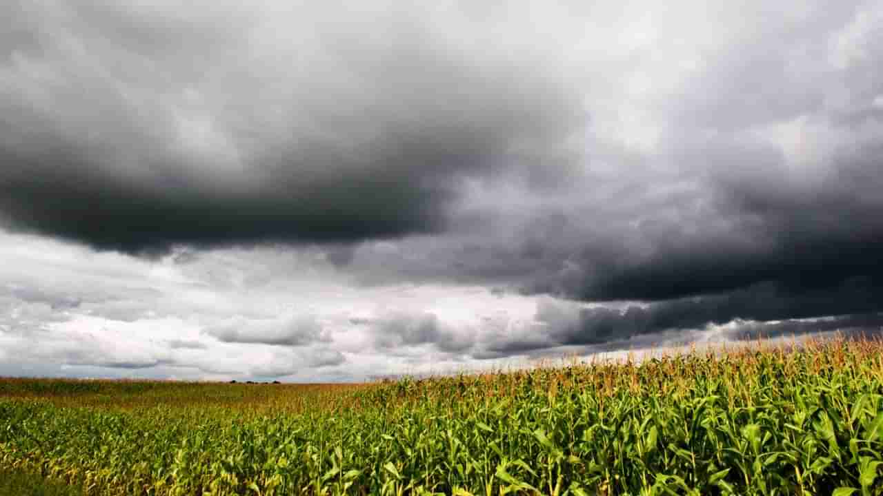 Maharashtra weather Update : बळीराजासाठी पुढील 2 दिवस चिंतेचे… पुन्हा अवकाळीचं सावट, हवामान खात्याचा अंदाज काय?