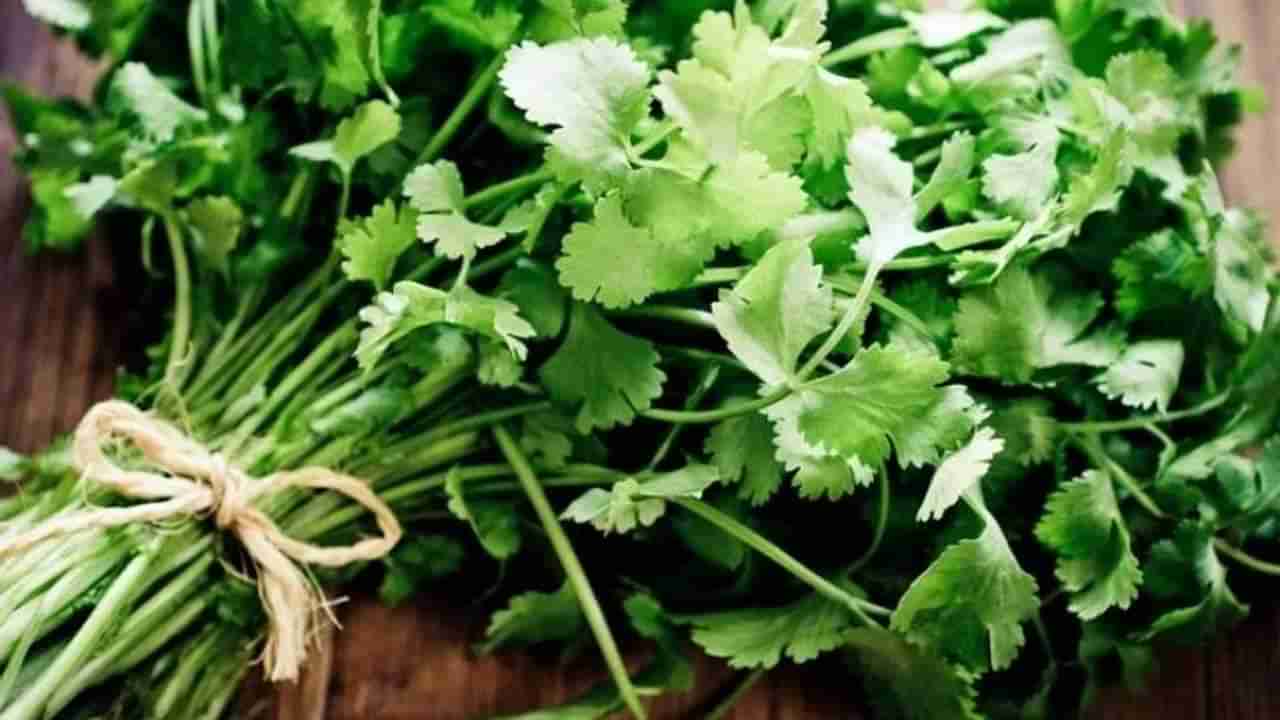 Kitchen Hacks: स्वयंपाकघरातील कोथिंबीर दीर्घकाळ टिकवण्यासाठी फॉलो करा या सोप्या ट्रिक्स