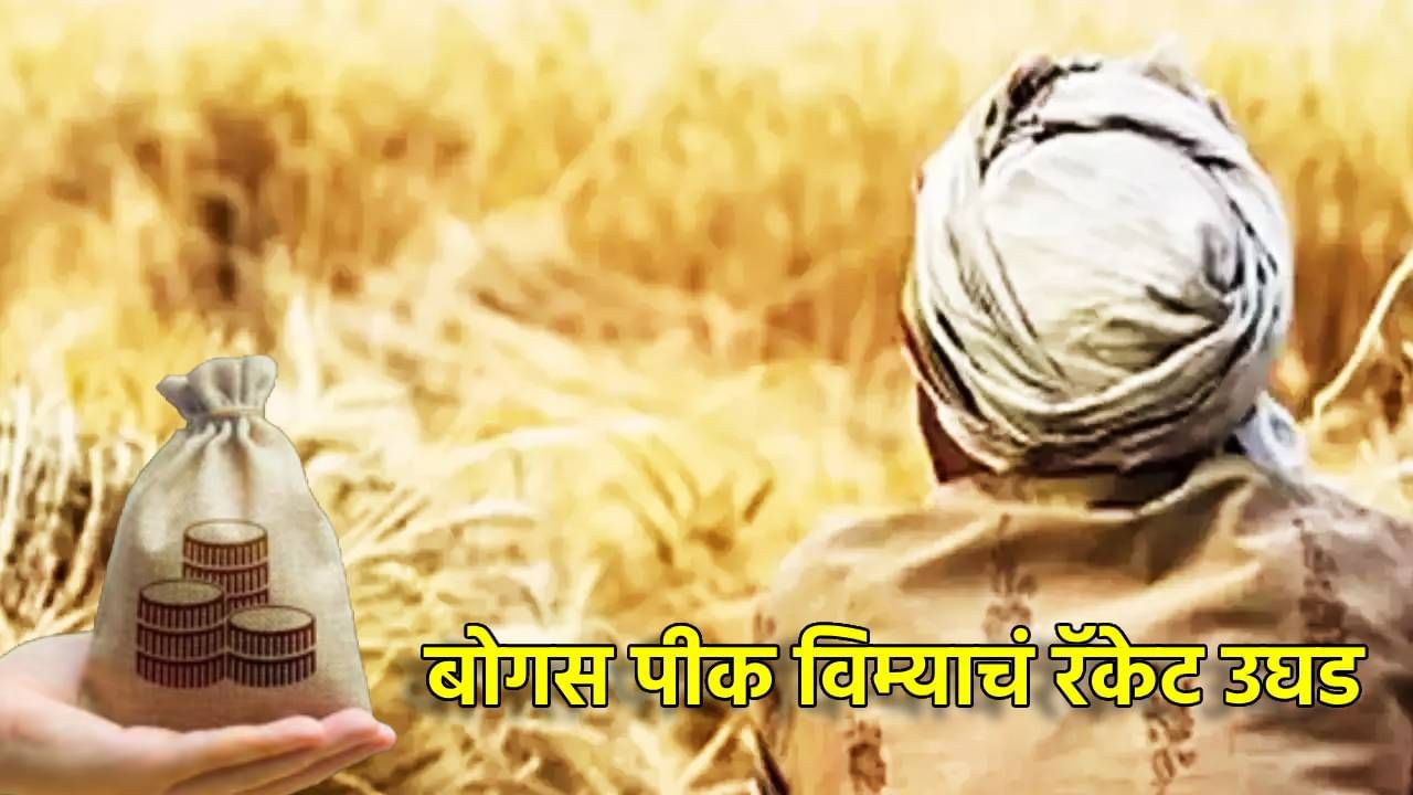Crop Insurnace : धाराशिवच्या 565 शेतकर्‍यांनी शासनालाच लावला चुना; 1 रुपयात पीक विमा प्रकरणात कारवाई होणार, या जिल्ह्यातील शेतकरी रडारवर