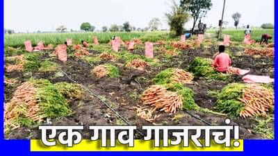 एक गाव गाजराचं! खास गोडव्याची चाखा लज्जत, एकरी अडीच लाखांचे उत्पन्न, झिरो बजेट शेतीचा असाही चमत्कार