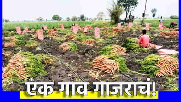 एक गाव गाजराचं! खास गोडव्याची चाखा लज्जत, एकरी अडीच लाखांचे उत्पन्न, झिरो बजेट शेतीचा असाही चमत्कार