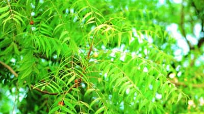 कडुनिंबाची पाने अनेक आजारांसाठी रामबाण, युरिक अॅसिडची समस्याही होईल दूर