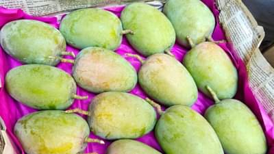 उन्हाळ्याची चाहूल, बाजारात हापूस दाखल, देवगड आंब्याच्या पहिल्या पेटीला मिळाला उच्चांकी भाव