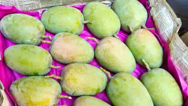उन्हाळ्याची चाहूल, बाजारात हापूस दाखल, देवगड आंब्याच्या पहिल्या पेटीला मिळाला उच्चांकी भाव
