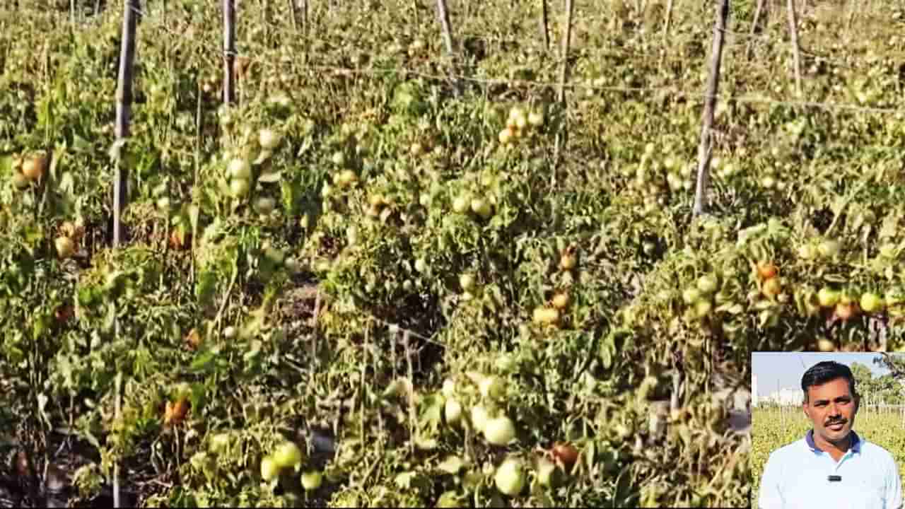 Maval Tomato Farming : पाऊण एकर शेतातून पिकलं सोनं; गावरान टोमॅटोने मावळमधील शेतकरी मालामाल