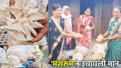 नंदुरबारच्या महिला शेतकऱ्यांची यशोगाथा! 'मशरूम'ने उंचावली मान