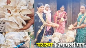 नंदुरबारच्या महिला शेतकऱ्यांची यशोगाथा! 'मशरूम'ने उंचावली मान
