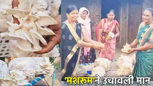 नंदुरबारच्या महिला शेतकऱ्यांची यशोगाथा! मशरूमने उंचावली मान