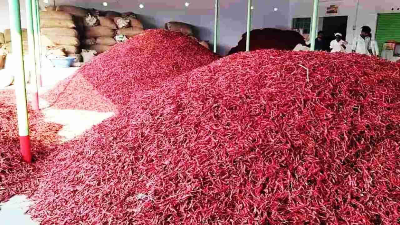 Red Chili : धर्माबादी लाल मिरचीचा तोरा कमी; बांगलादेशातील परिस्थितीचा मोठा फटका, भाव घसरल्याने शेतकरी चिंतेत