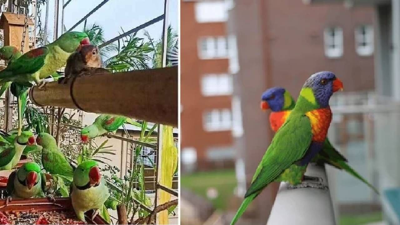 रात्री बाल्कनीत ठेवा 'या' 3 गोष्टी, पक्षांचा किलबिलाट ऐकून मन होईल खूप रिलॅक्स रात्री बाल्कनीत ठेवा 'या' 3 गोष्टी, पक्षांचा किलबिलाट ऐकून मन होईल खूप रिलॅक्स