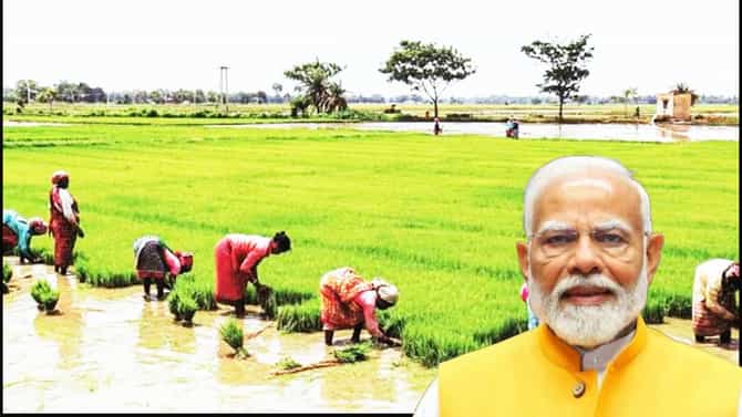 शेतकर्यांसाठी मोदी कॅबिनेटचे गिफ्ट; पीएम पीक योजनेत मोठी अपडेट, DAP वर अतिरिक्त सबसिडी