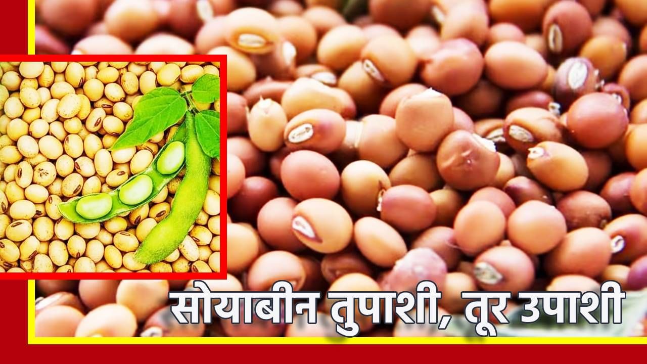 सोयाबीन तुपाशी, तूर उपाशी, भाव प्रति क्विंटल 5 हजारांनी आपटले सोयाबीन तुपाशी, तूर उपाशी, भाव प्रति क्विंटल 5 हजारांनी आपटले
