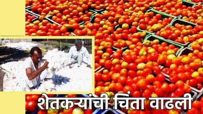 गेल्या वर्षी सोन्यासारखा भाव आता जुन्नरच्या टोमॅटोला कोणी विचारेना राव; तर दरवाढीच्या प्रतिक्षेत कापूस घरातच काळवंडला