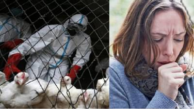 पक्षांमुळे बर्ड फ्लू मानवांमध्ये पसरतोय का? हाय अलर्ट जारी