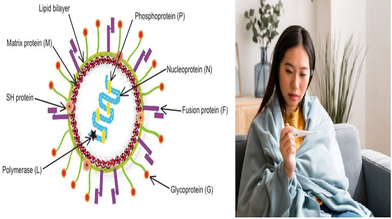 शरीराच्या कोणत्या अवयवार पहिलं अटॅक करतो हा HMPV;शरीरात काय बदल होऊ लागतात
