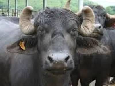 आश्चर्य! दूध काढताना महिलेच्या अंगावर पडली टनभर वजनाची म्हैस , महिला जखमी; पण म्हशीनं सोडला जीव, नेमकं काय घडलं?