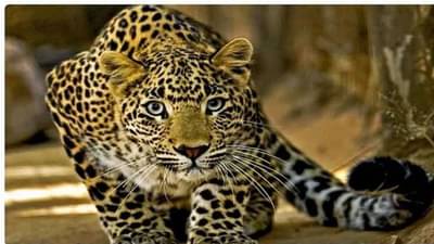 गुजरातचा मोठा डाव, महाराष्ट्रानं उधळला, अनेक दिवसांपासून सुरू होता धक्कादायक प्रकार