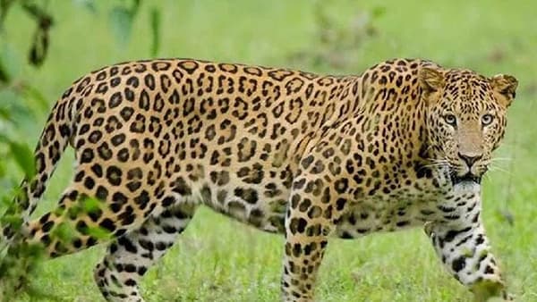 गिधाडांपाठोपाठ बिबट्यांनाही बर्ड फ्ल्यूची लागण; नागपूरच्या गोरेवाडा प्राणिसंग्रहालयात प्रशासनाची धावपळ