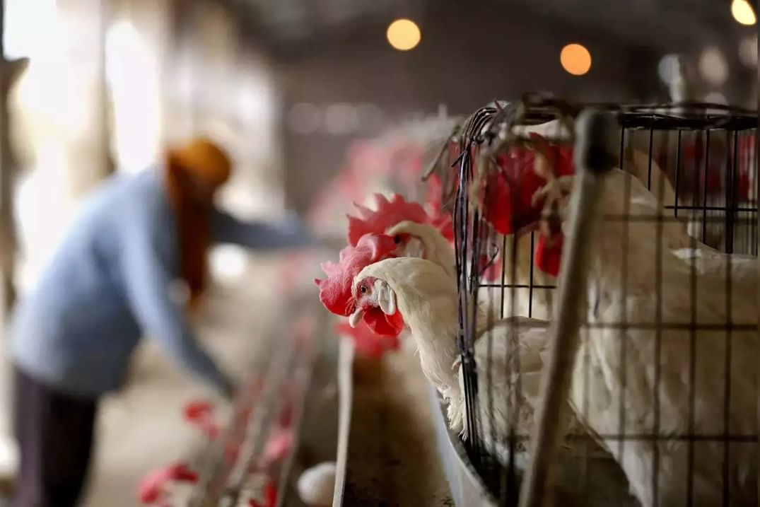 उरण पाठोपाठ नांदेड जिल्ह्यातही बर्ड फ्लूचा शिरकाव, मृत कोंबड्यांचा अहवाल पॉझिटिव्ह, दहा किमी परिसरात हाय अलर्ट उरण पाठोपाठ नांदेड जिल्ह्यातही बर्ड फ्लूचा शिरकाव, मृत कोंबड्यांचा अहवाल पॉझिटिव्ह, दहा किमी परिसरात हाय अलर्ट