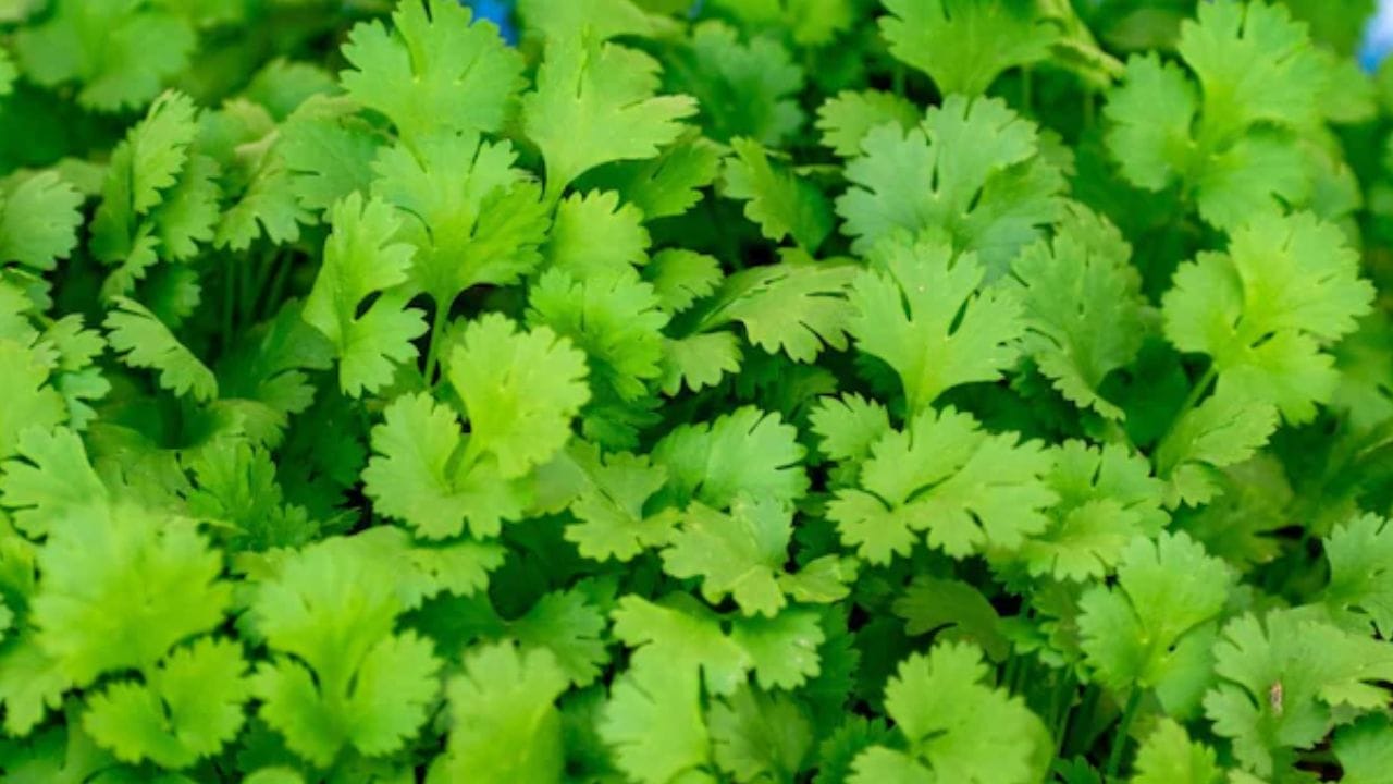 कोथिंबीरमध्ये असलेले दाहक-विरोधी गुणधर्म सांध्यातील सूज कमी करण्यासाठी आणि वेदना कमी करण्यासाठी प्रभावी आहेत.