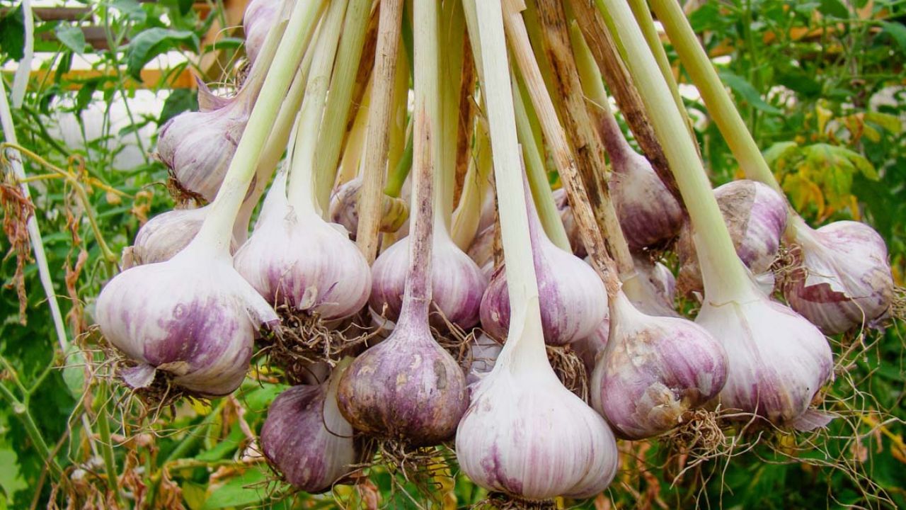 लसून कच्चे किंवा शिजवून कोणत्याही पद्धतीने खाऊ शकतात. परंतु साजूक तुपात शिजवून लसणाचे सेवन केल्यावर अनेक आजारांवर रामबाण उपाय ठरणार आहे. त्यामुळे तुमची पाचन क्षमता सुधारते. पोटातील समस्या दूर होतात.